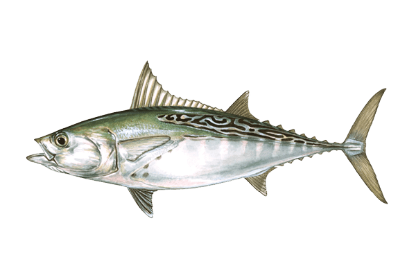 Bonito | Navarre Fishing Rodeo