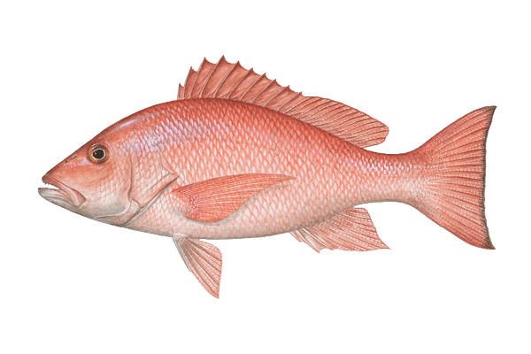 Red Snapper | Navarre Fishing Rodeo